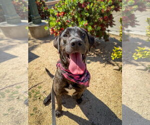 Labrador Retriever-Plott Hound Mix Dogs for adoption in San Diego, CA, USA