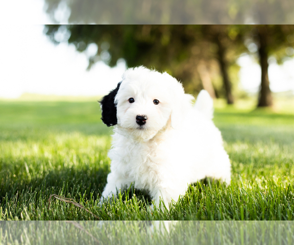 Medium Photo #2 Bernedoodle-Poodle (Miniature) Mix Puppy For Sale in SHIPSHEWANA, IN, USA