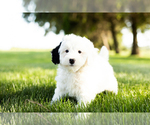 Small Photo #2 Bernedoodle-Poodle (Miniature) Mix Puppy For Sale in SHIPSHEWANA, IN, USA