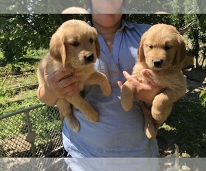 Golden Retriever Puppy for sale in KENT, WA, USA