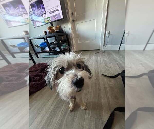 Medium Photo #2 Mutt Puppy For Sale in Springdale, PA, USA
