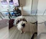 Small Photo #2 Mutt Puppy For Sale in Springdale, PA, USA