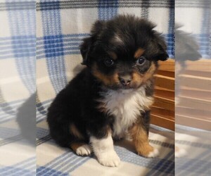Miniature Australian Shepherd Puppy for sale in FORT MORGAN, CO, USA