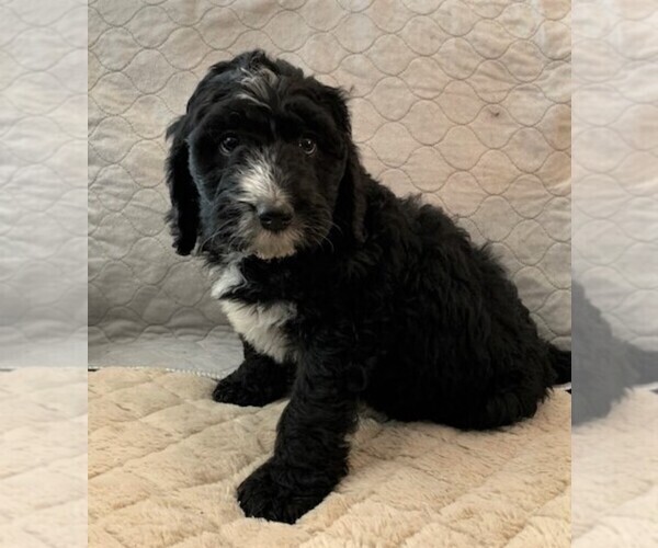 Medium Photo #1 Bernedoodle Puppy For Sale in JUSTIN, TX, USA