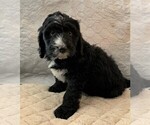 Small Photo #1 Bernedoodle Puppy For Sale in JUSTIN, TX, USA