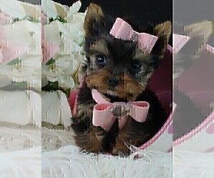 Yorkshire Terrier Puppy for sale in THONOTOSASSA, FL, USA