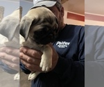 Small Photo #15 Pug Puppy For Sale in ISLANDTON, SC, USA