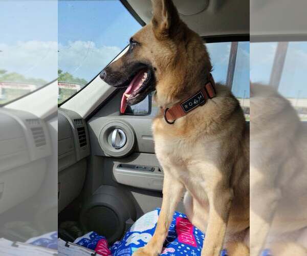Medium Photo #3 German Shepherd Dog-Unknown Mix Puppy For Sale in San Leon, TX, USA