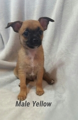 Chihuahua Puppy for sale in PHILLIPSBURG, KS, USA