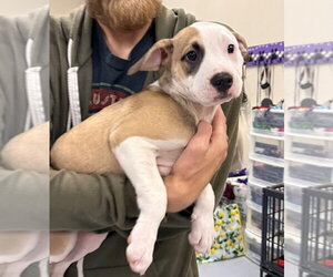 American Staffordshire Terrier Dogs for adoption in Gilberts, IL, USA