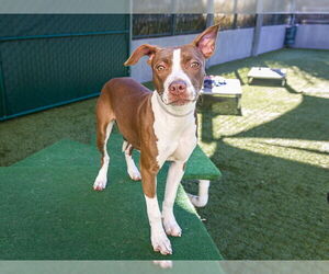 Mutt Dogs for adoption in Pasadena, CA, USA