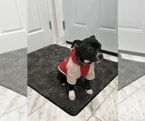 Mutt Dogs for adoption in Catasauqua, PA, USA