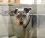 Small #2 Miniature Schnauzer Mix