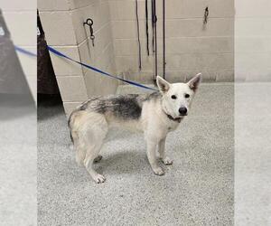 German Shepherd Dog-Unknown Mix Dogs for adoption in Conroe, TX, USA