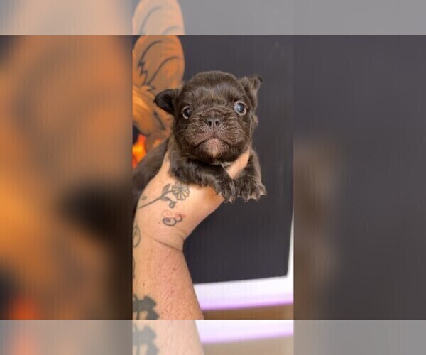 Medium Photo #1 French Bulldog Puppy For Sale in WINSTON SALEM, NC, USA