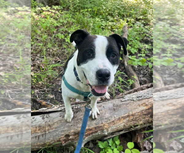 Medium Photo #3 American Staffordshire Terrier Puppy For Sale in Lawrenceville, NJ, USA