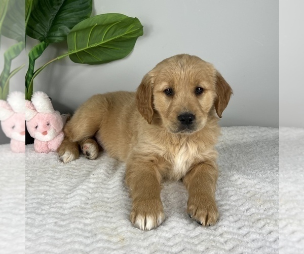 Medium Photo #3 Golden Retriever Puppy For Sale in FRANKLIN, IN, USA