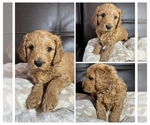 Puppy Cooper Goldendoodle mix (+ Poodle Miniature)