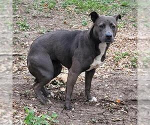 American Staffordshire Terrier-Unknown Mix Dogs for adoption in San Antonio, TX, USA