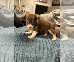 Small Chiranian