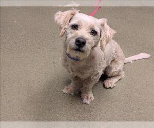 Mutt Dogs for adoption in Moreno Valley, CA, USA