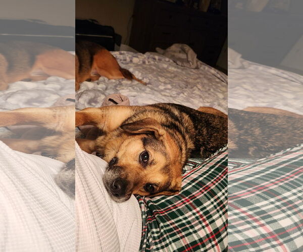 Medium Photo #2 Beagle-Unknown Mix Puppy For Sale in Arlington, VA, USA