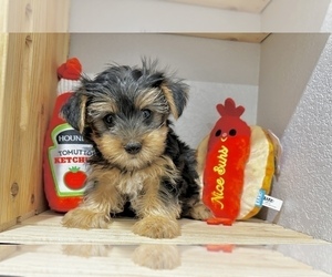 Morkie Puppy for sale in CASSVILLE, MO, USA