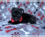 Zeus - Male Schnauzer (Miniature) Puppy for Sale - Photo #3