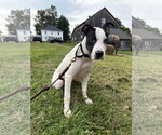 Small Photo #3 American Pit Bull Terrier Puppy For Sale in Southbury, CT, USA