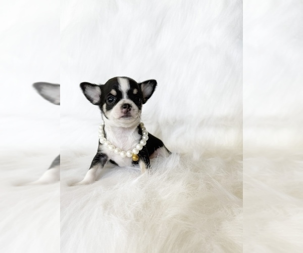 Medium Photo #2 Chihuahua Puppy For Sale in SACRAMENTO, CA, USA