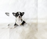 Small #1 Chihuahua