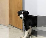 Small #14 Border Collie
