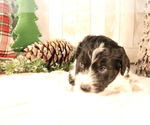 Small Photo #12 Aussiedoodle Miniature  Puppy For Sale in STAFFORD, VA, USA