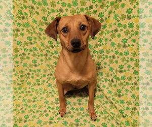 Mutt Dogs for adoption in FAIRLAWN, OH, USA