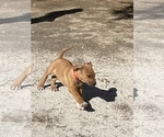 Small Photo #56 Rhodesian Ridgeback Puppy For Sale in MORONGO VALLEY, CA, USA