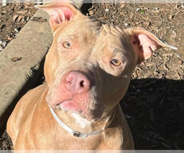 Medium Photo #1 Mutt Puppy For Sale in Martinez, CA, USA