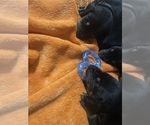 Small Photo #16 Doberman Pinscher Puppy For Sale in GOOSE CREEK, SC, USA