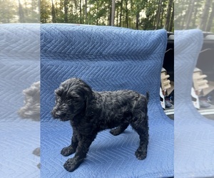 Doodle-Goldendoodle Mix Puppy for sale in GLEN ALLEN, VA, USA