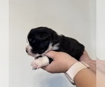 Small Photo #24 Australian Shepherd Puppy For Sale in DEVINE, TX, USA