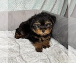 Small #3 YorkiePoo