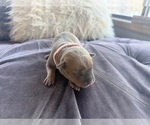 Puppy Female 4 American Pit Bull Terrier