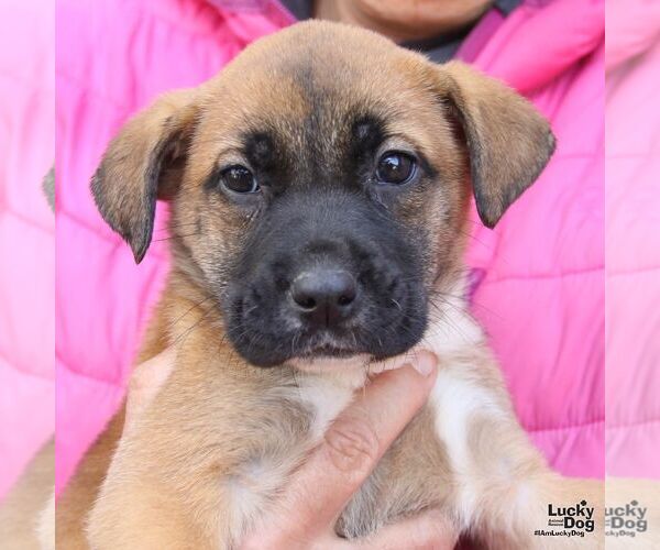 Medium Photo #4 Lab-Pointer Puppy For Sale in Washington, DC, USA