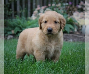 Golden Retriever Puppy for sale in RICHMOND, VA, USA