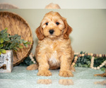 Small #1 Goldendoodle (Miniature)