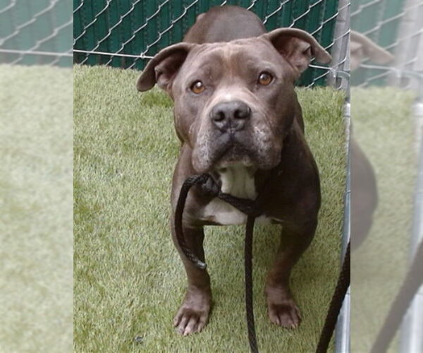 Medium Photo #1 American Pit Bull Terrier Puppy For Sale in Downey, CA, USA