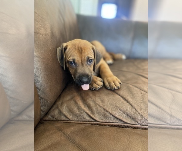 Medium Photo #14 Rhodesian Ridgeback Puppy For Sale in KELLER, TX, USA