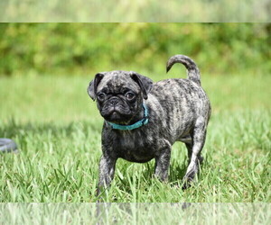 Pug Puppy for sale in PALM COAST, FL, USA