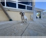 Small Photo #60 Labradoodle Puppy For Sale in FORT LAUDERDALE, FL, USA