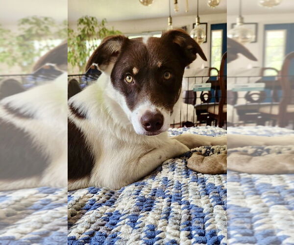 Medium Photo #18 Border Collie-Unknown Mix Puppy For Sale in Brewster, NY, USA