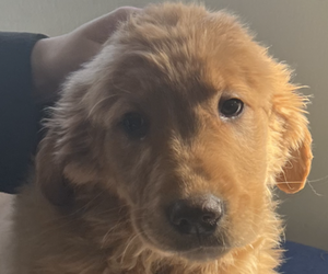 Golden Retriever Puppy for sale in DOWAGIAC, MI, USA